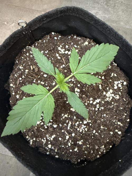 🍌😈🥊. Week 2