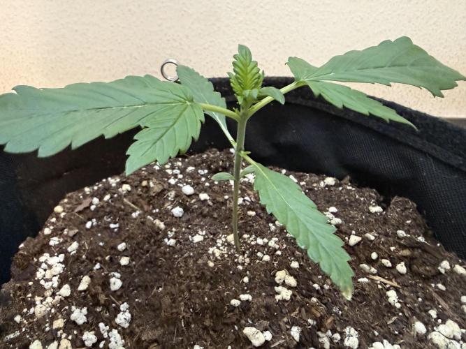 🍌😈🥊. Week 2