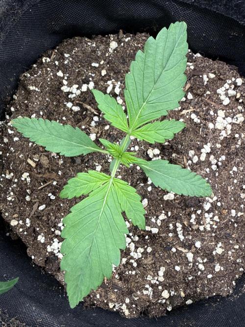 🍌😈🥊. Week 2