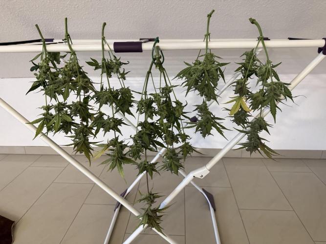 ☃️‼️Indoor. Week 12