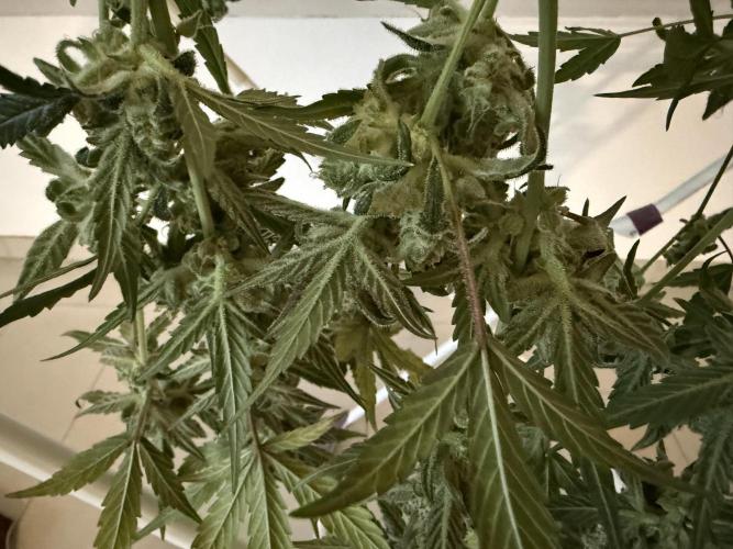 ☃️‼️Indoor. Week 12