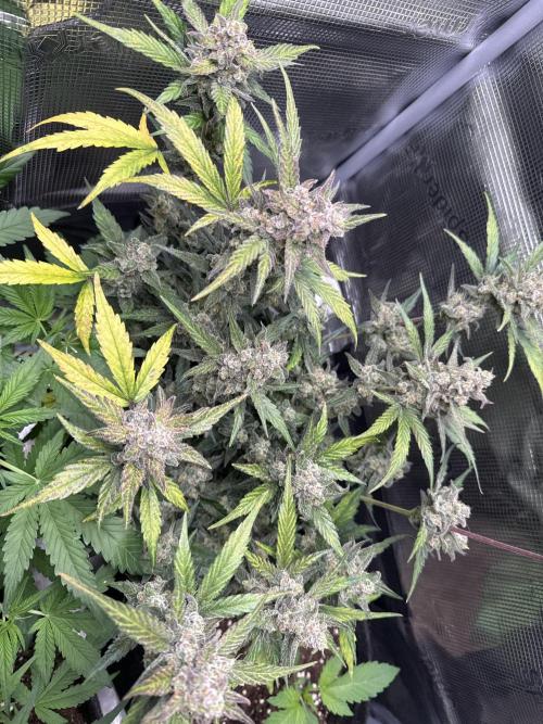 ☃️‼️Indoor. Week 12