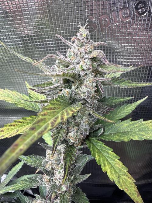 ☃️‼️Indoor. Week 12