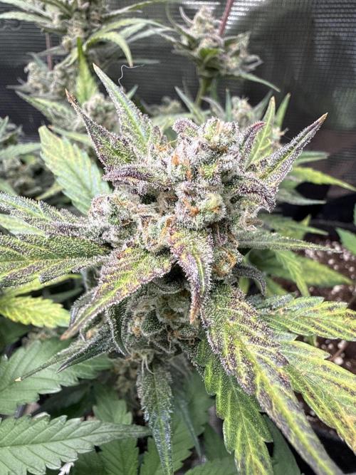 ☃️‼️Indoor. Week 12