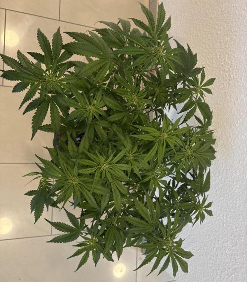 👿🐇 Indoor. Week 6