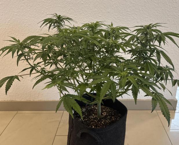 👿🐇 Indoor. Week 6