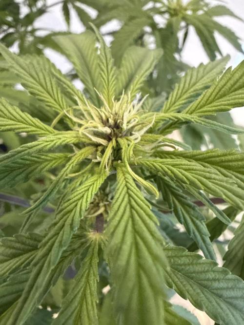 👿🐇 Indoor. Week 6