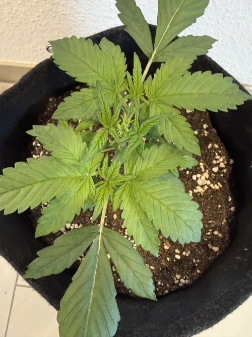 🍌😈🥊. Week 3