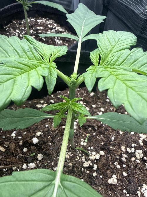 🍌😈🥊. Week 3