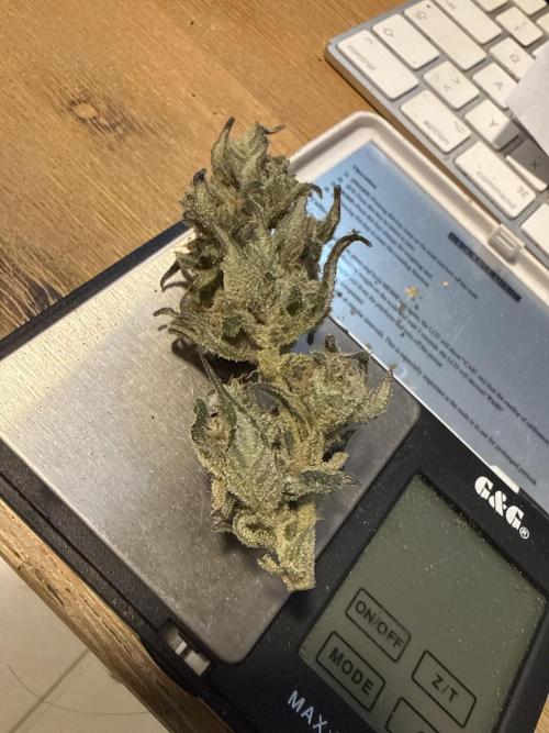 ☃️‼️Indoor. Week 12