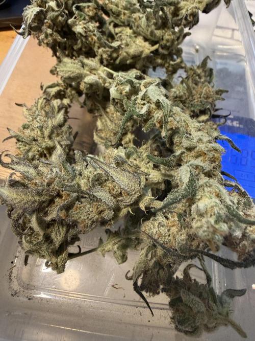 ☃️‼️Indoor. Week 12