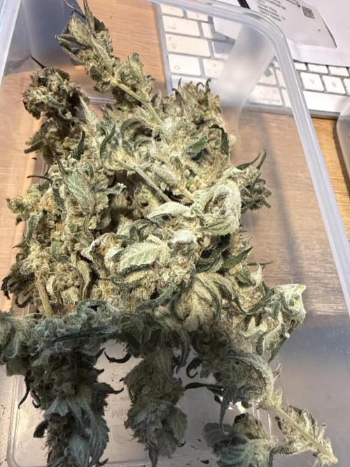 ☃️‼️Indoor. Week 12