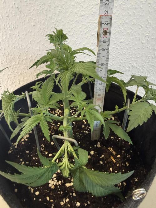 🍌😈🥊. Week 4