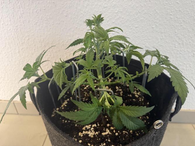 🍌😈🥊. Week 4