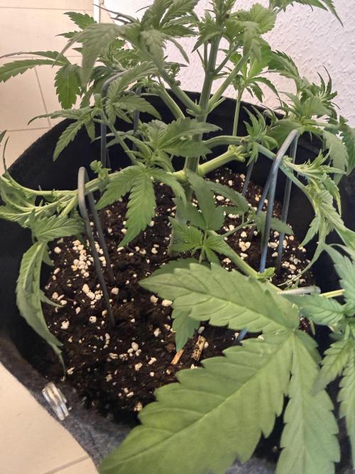 🍌😈🥊. Week 4