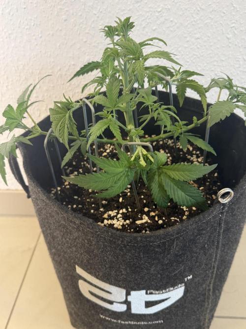 🍌😈🥊. Week 4