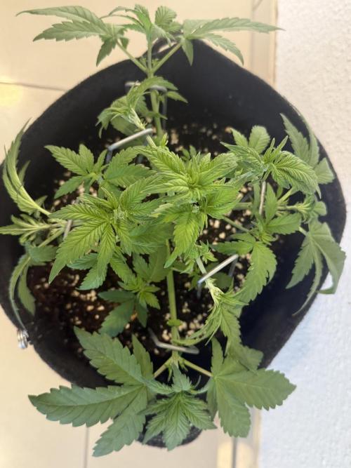 🍌😈🥊. Week 4