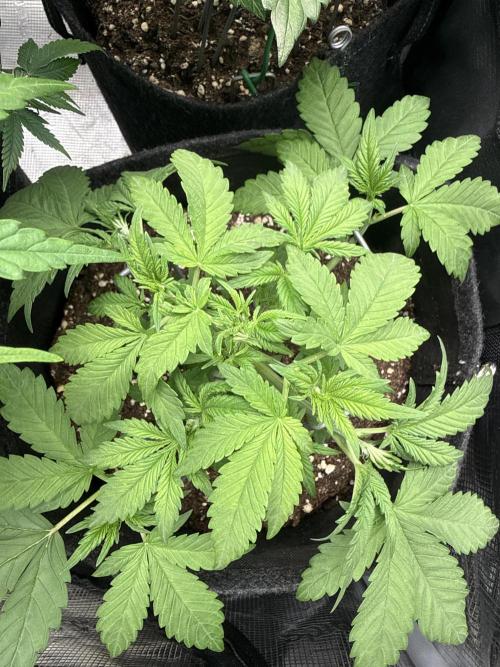 🍌😈🥊. Week 4