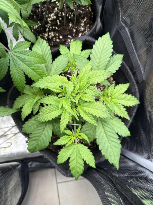 🍌😈🥊. Week 4