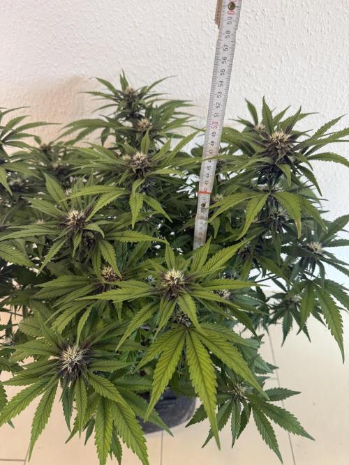 👿🐇 Indoor. Week 7