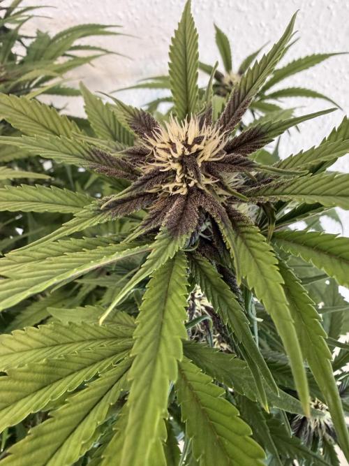 👿🐇 Indoor. Week 7