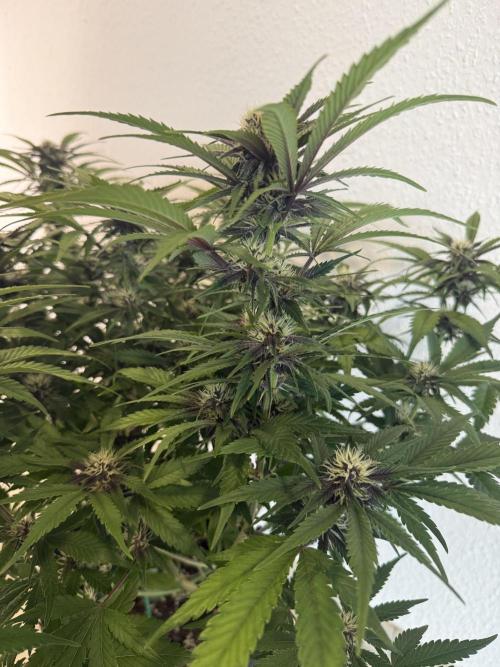 👿🐇 Indoor. Week 7