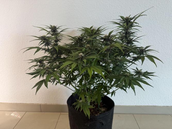 👿🐇 Indoor. Week 7