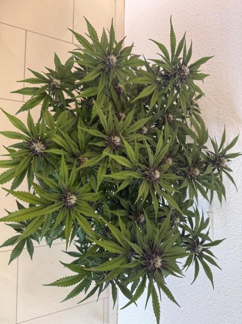 👿🐇 Indoor. Week 7