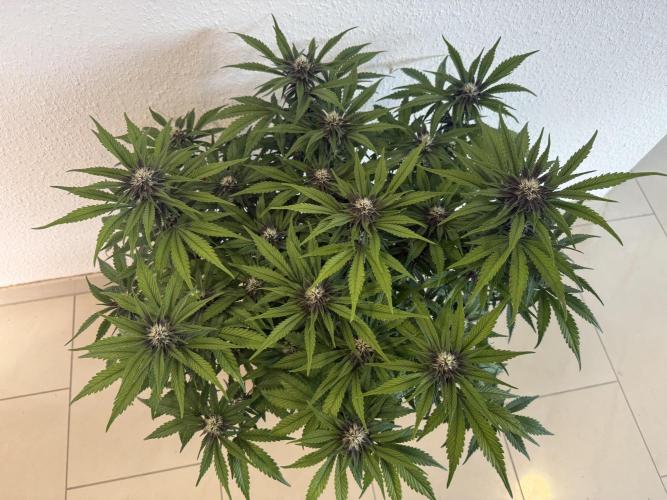 👿🐇 Indoor. Week 7