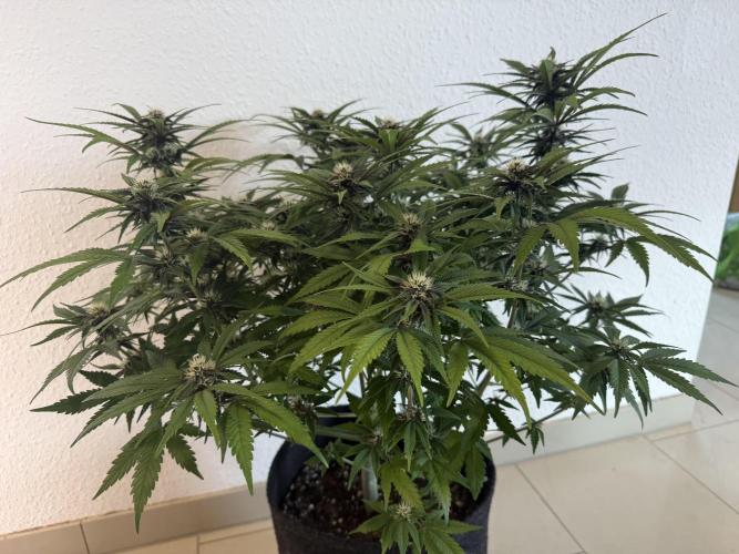 👿🐇 Indoor. Week 7