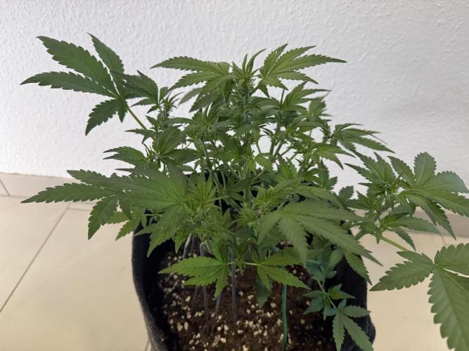 🍌😈🥊 RF3. Week 5