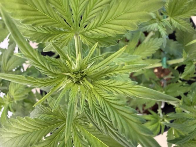 🍌😈🥊 RF3. Week 5