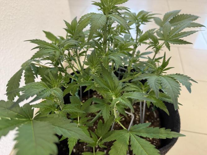 🍌😈🥊 RF3. Week 5