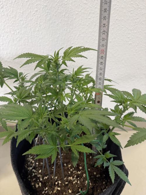 🍌😈🥊 RF3. Week 5