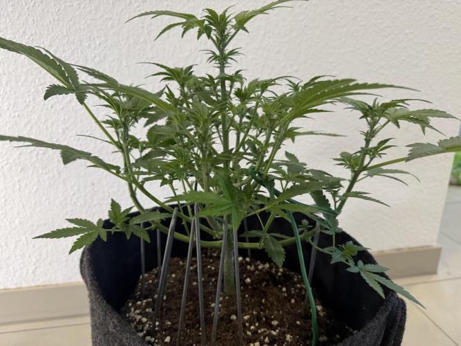 🍌😈🥊 RF3. Week 5