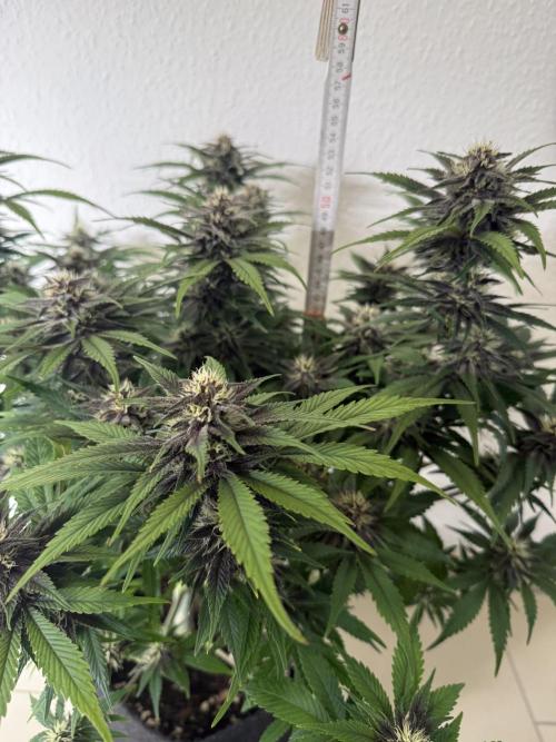 👿🐇 Indoor. Week 8