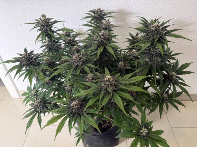 👿🐇 Indoor. Week 8