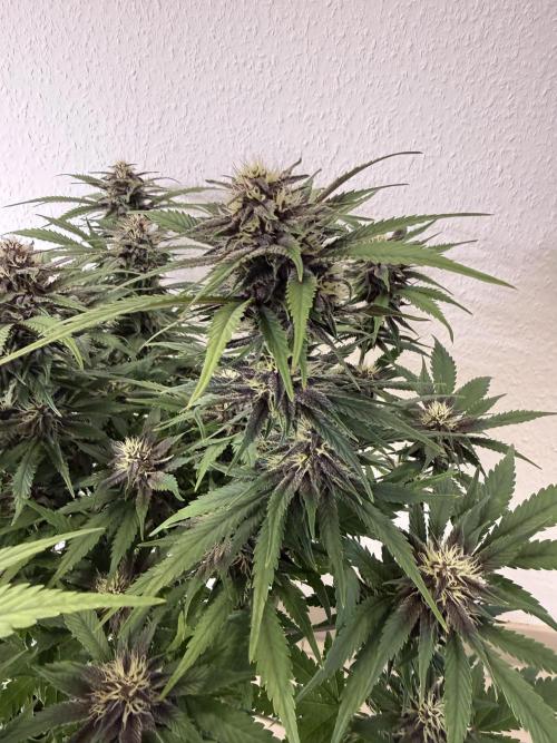 👿🐇 Indoor. Week 8