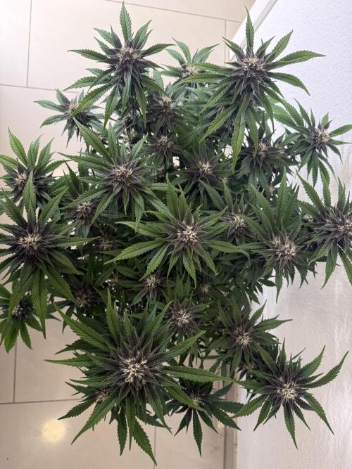 👿🐇 Indoor. Week 8