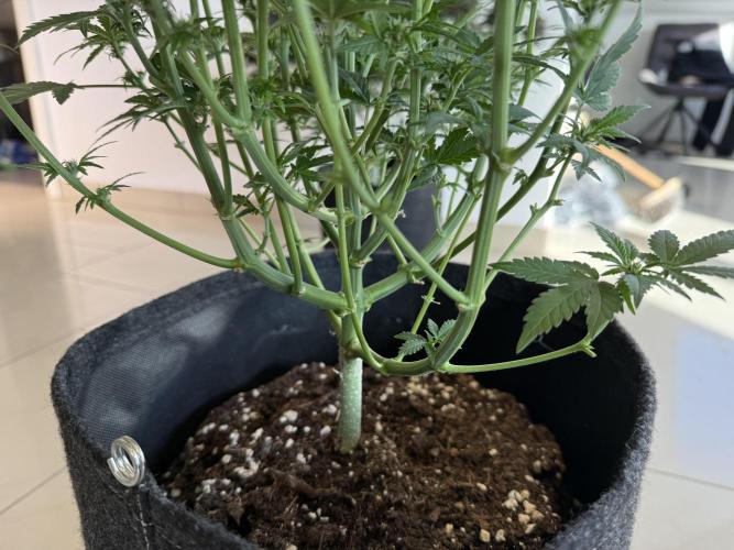 🍌😈🥊 RF3. Week 6