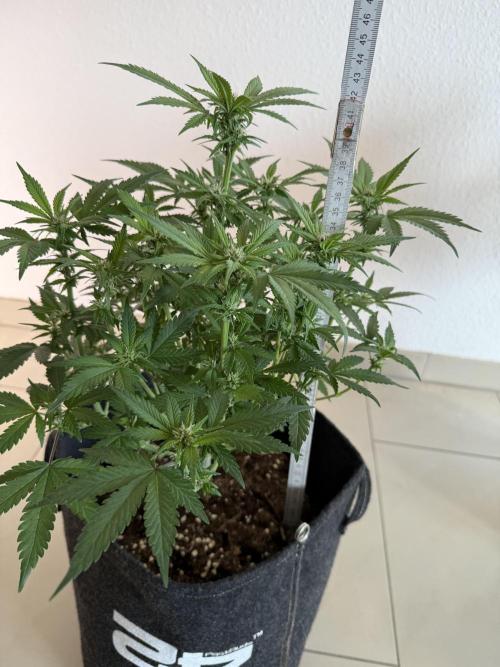 🍌😈🥊 RF3. Week 6