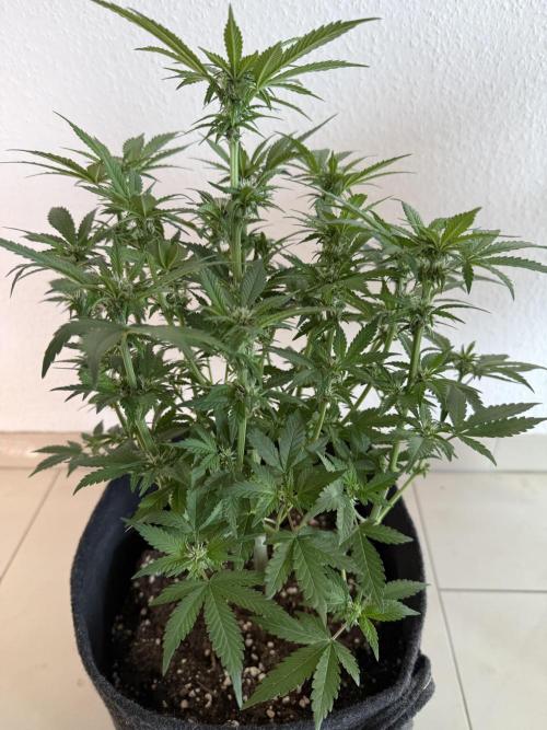 🍌😈🥊 RF3. Week 6