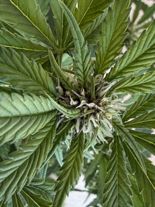 🍌😈🥊 RF3. Week 6