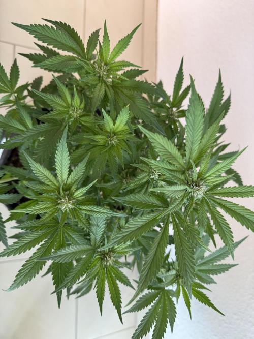 🍌😈🥊 RF3. Week 6