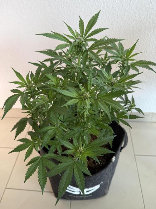 🍌😈🥊 RF3. Week 6