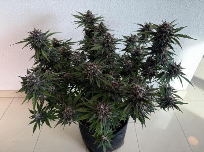 👿🐇 Indoor. Week 9