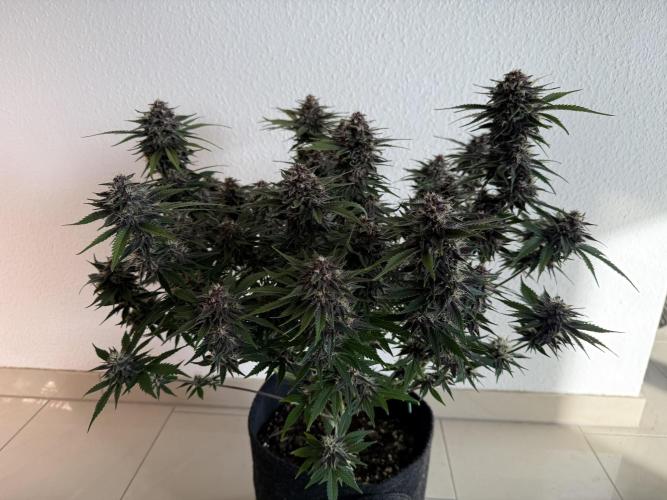 👿🐇 Indoor. Week 9