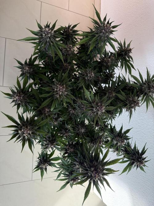 👿🐇 Indoor. Week 9