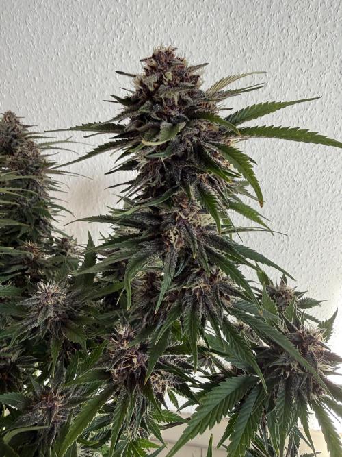 👿🐇 Indoor. Week 9