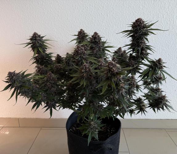 👿🐇 Indoor. Week 10